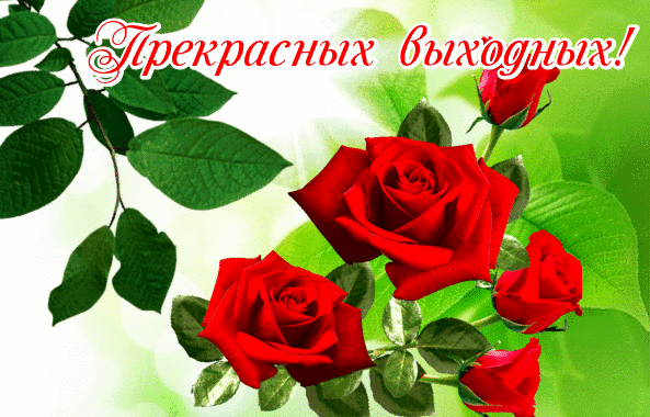 Открытка с красными розами и надписью «Прекрасных выходных!». Красивое пожелание хороших выходных с цветами для мессенджеров и соцсетей. Анимированная открытка Прекрасных выходных! Красивое поздравительное изображение с ярко-красными розами на зеленом фоне. На картинке изображены распустившиеся бутоны красных роз и нежные бутоны, окруженные сочной зеленой листвой. Сверху нанесена красивая каллиграфическая надпись на русском языке: «Прекрасных выходных!»