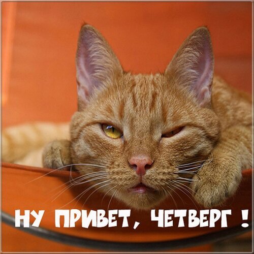 Забавный мем с рыжим котом и надписью «Ну привет, четверг!». Идеальная картинка для статуса или сторис, чтобы весело встретить середину недели. Открытка Ну привет, четверг! Милая и забавная фотография рыжего кота с полуприкрытыми глазами, который выглядит сонным или ленивым. На изображении расположена крупная надпись на русском языке: «НУ ПРИВЕТ, ЧЕТВЕРГ!». Картинка идеально подходит для использования в качестве мема, статуса в социальных сетях или тематической открытки для поднятия настроения в середине рабочей недели