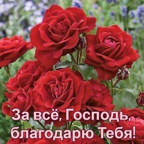 Красивые алые розы с надписью «За все, Господь, благодарю Тебя!». Религиозная открытка для выражения благодарности Богу, веры и душевного спокойствия. Открытка Добрые слова Красивое изображение пышных алых роз с вдохновляющей надписью на русском языке: «За все, Господь, благодарю Тебя!». Фотография ярких красных цветов в цветущем саду идеально подходит для выражения религиозной благодарности, христианских пожеланий и духовных размышлений. Изображение передает чувство мира, любви и признательности Богу