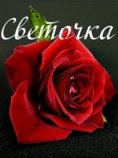 Красивая красная роза с надписью «Светочка». Романтическая открытка для поздравления Светланы. Элегантное фото цветка на темном фоне. Открытка Светочка Красивое и романтичное изображение крупным планом: пышная алая красная роза на темном фоне. На картинке нанесена элегантная надпись белым курсивом «Светочка». Фотография идеально подходит для поздравлений, открыток и пожеланий любви, нежности и внимания для девушки по имени Светлана
