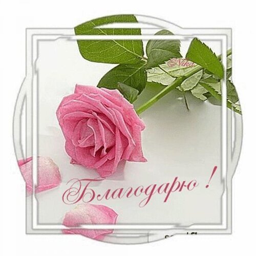 Элегантная открытка «Благодарю!» с нежной розовой розой. Красивое изображение для выражения благодарности и признательности близким и коллегам. Открытка Благодарю Красивая открытка с изображением нежной розовой розы на светлом фоне. Композиция включает пышный бутон розы, зеленые листья и несколько опавших лепестков. В нижней части изображения расположена элегантная надпись курсивом на русском языке «Благодарю!». Изображение оформлено в светлой рамке, создающей эффект чистоты и легкости