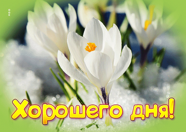 Белые крокусы в снегу с надписью «Хорошего дня!». Красивая весенняя открытка для пожелания позитивного настроения и доброго дня. Анимированная открытка Хорошего дня Красивое и вдохновляющее изображение белых крокусов, пробивающихся сквозь пушистый белый снег. На переднем плане крупным планом запечатлен нежный цветок с яркой желтой сердцевиной. В нижней части картинки расположена яркая надпись на русском языке «Хорошего дня!» желтого цвета с красным контуром. Фотография передает атмосферу ранней весны, пробуждения природы и позитивного настроения