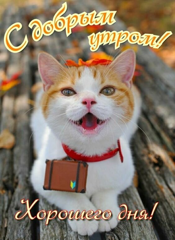 Милая открытка «С добрым утром! Хорошего дня!» с улыбающимся рыжим котом на деревянной скамье. Позитивное пожелание для хорошего настроения. Открытка С добрым утром! Хорошего дня! Милая поздравительная открытка с рыже-белым котом, который радостно открыл рот, словно приветствуя утро. Кот в красном ошейнике с маленьким чемоданчиком сидит на деревянной скамейке на фоне осенней листвы. На изображении расположены надписи на русском языке: «С добрым утром!» сверху и «Хорошего дня!» снизу