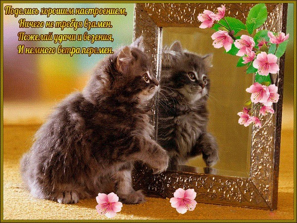 Милая открытка с котенком и цветами. Пожелание хорошего настроения, удачи и перемен. Идеально для отправки близким и поднятия настроения! Открытка Поделись хорошим настроением, ничего не требуя в замен. Милая открытка с пушистым серым котенком, который смотрит на свое отражение в золотистой зеркальной раме, украшенной нежно-розовыми цветами сакуры. Картинка наполнена уютом и теплом, создавая позитивную атмосферу. На изображении присутствует вдохновляющая надпись на русском языке: 