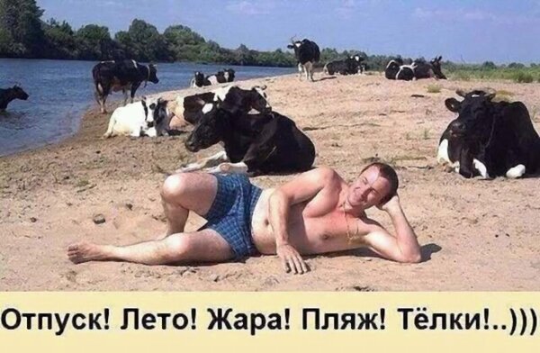Смешной мем: мужчина на пляже среди коров. Юмор про ожидание и реальность отпуска. Картинка с подписью «Отпуск! Лето! Жара! Пляж! Телки!..)))» Открытка Отпуск! Лето! Жара! пляж! Телки! Смешная картинка-мем, изображающая мужчину, лежащего на песке в одних шортах, в то время как вокруг него вместо девушек на пляже отдыхают коровы. Юмористическая иллюстрация на тему ожиданий и реальности во время отпуска