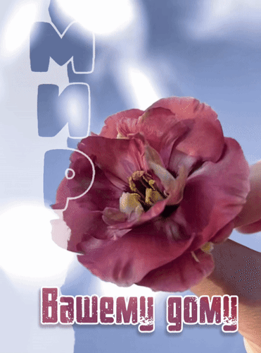 Красивый розовый цветок с надписью «Мир Вашему дому». Эстетичная картинка-пожелание, символизирующая уют, гармонию, спокойствие и благополучие в доме. Анимированная открытка Мир вашему дому! Эстетичное изображение крупным планом с нежным розовым цветком, символизирующим красоту и гармонию. На картинке расположена вдохновляющая надпись на русском языке «Мир Вашему дому», выполненная стильным шрифтом. Композиция выполнена в мягких пастельных тонах с эффектом размытого светлого фона, что создает атмосферу уюта, спокойствия и благополучия
