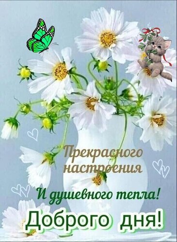 Красивая открытка с белыми цветами, бабочкой и мишкой. Текст: «Прекрасного настроения и душевного тепла! Доброго дня!» — пожелание хорошего дня для близких. Открытка Прекрасного настроения. Доброго дня Красивая открытка с изображением белых цветов (космеи или маргариток) и нежной зеленой бабочки на светлом фоне. В композицию также включен маленький милый плюшевый мишка с красным бантом. На картинке расположен поздравительный текст на русском языке: 
