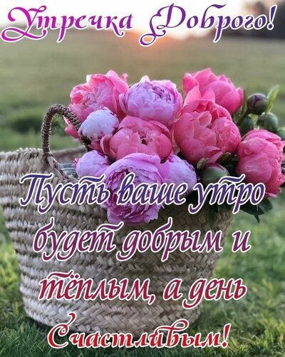 Поздравительная открытка Доброго утра с пышными розовыми пионами в корзине. Красивое пожелание доброго, теплого утра и счастливого дня. Открытка Утречка Доброго! Пусть ваше утро будет добрым и теплым, а день Счастливым! Красочная поздравительная открытка для доброго утра. На изображении представлена плетеная корзина, наполненная пышными розовыми пионами на фоне мягкого солнечного света и зеленого луга. На картинке нанесен текст на русском языке: 