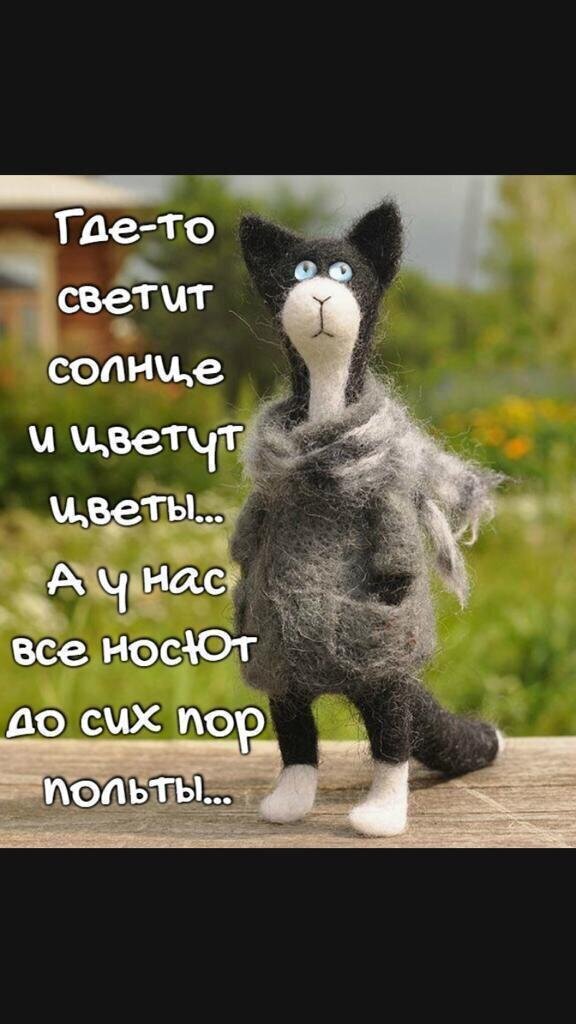 Авторская игрушка кот из шерсти (сухое валяние) с философской надписью на русском языке. Милый черный котик на фоне природы, эстетика хендмейда. Открытка Где-то солнце светит и цветут цветы... А у нас все носют до сих пор польты ... Милая и немного грустная авторская игрушка в виде черного кота, выполненная в технике сухого валяния из шерсти. Фигурка котика с белой мордочкой и лапками изображена на фоне природы. На изображении наложен текст на русском языке: «Где-то светит солнце и цветут цветы... А у нас все носят до сих пор польты...»