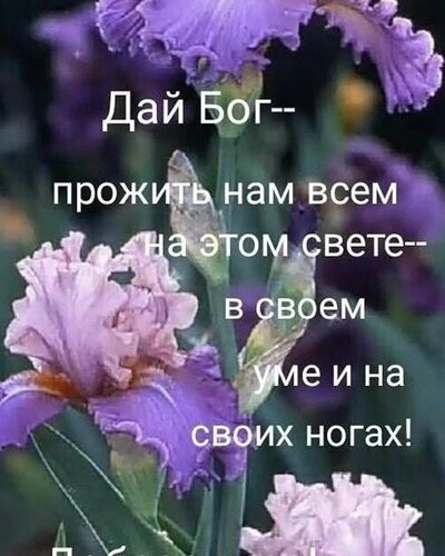 Вдохновляющая цитата на фоне красивых фиолетовых ирисов: пожелание здравомыслия и самостоятельности. Эстетичная картинка для соцсетей и статусов. Открытка Прожить в своем уме и на своих ногах Эстетичное изображение фиолетовых ирисов с наложенным мотивирующим текстом на русском языке. На картинке крупным планом запечатлены нежные цветы с волнистыми лепестками, символизирующие мудрость и надежду. Текст гласит: Дай Бог -- прожить нам всем на этом свете -- в своем уме и на своих ногах!