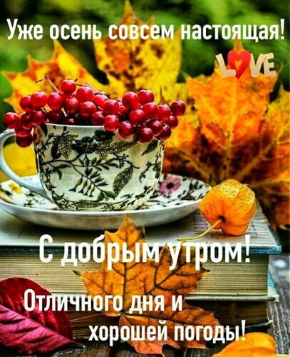 Осенняя открытка С добрым утром!: чашка с ягодами, золотые листья и книги. Теплое пожелание отличного дня и хорошей погоды в осеннем стиле. Открытка Уже осень совсем настоящая! С добрым утром! Отличного дня и хорошей погоды! Осенняя открытка с уютной атмосферой. На переднем плане — чашка с яркими красными ягодами на фоне осенних кленовых листьев и старых книг. Текст на русском языке: 