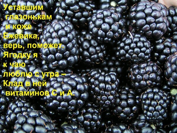 Спелая и сочная ежевика — источник витаминов C и A. Полезная ягода для здоровья кожи и глаз. Идеальный суперфуд для вашего завтрака! Открытка Уставшим глазонькам и коже Ежевика, верь, поможет. Ягодку я к чаю люблю с утра – Клад в ней витамино Крупный план спелой, сочной ежевики. На изображении представлено множество темных, глянцевых ягод ежевики, которые выглядят очень аппетитно и свежо. Текст на картинке подчеркивает пользу ягод для здоровья глаз и кожи, а также отмечает высокое содержание витаминов C и A