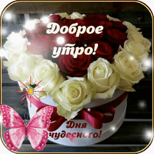 Красивая открытка «Доброе утро!» с букетом красных и белых роз, розовой бабочкой и пожеланием чудесного дня. Идеально для поздравлений в WhatsApp и соцсетях. Анимированная открытка Доброе утро! Чудесного дня! Красивая открытка для пожелания доброго утра. На изображении представлена роскошная композиция из красных и белых роз в круглой подарочной коробке с красной лентой. Декор дополнен нежной розовой бабочкой и сверкающими искрами. На картинке начертан текст на русском языке: 