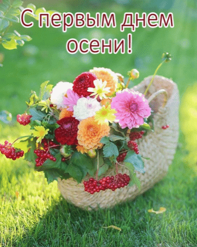 Красивая открытка «С первым днем осени!» с ярким букетом осенних цветов и ягод в корзинке. Поздравление с началом осени для друзей и близких. Анимированная открытка С первым днем осени! Красивая осенняя открытка с пышным букетом разноцветных цветов (георгинов и астры) и гроздьями красных ягод в плетеной корзинке. На фоне — зеленая трава и мягкий солнечный свет. На изображении крупная надпись на русском языке: «С первым днем осени!»