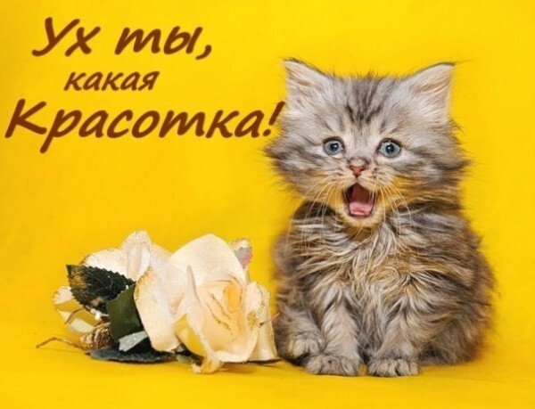 Милый котенок на желтом фоне с текстом «Ух ты, какая красотка!». Забавная картинка-открытка с пушистым котенком и цветком для поднятия настроения. Открытка Ух ты, какая красотка! Милое и забавное изображение пушистого серого котенка с широко открытым ртом, выражающим удивление или восторг. Рядом с котенком лежит нежный белый цветок. На ярко-желтом фоне размещен текст на русском языке: «Ух ты, какая красотка!»