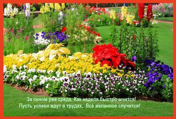 Красочный летний сад с яркими цветами и мотивирующей цитатой на русском языке. Красивая открытка с пожеланиями успехов и вдохновением на каждый день. Открытка За окном уже среда, Как неделя быстро мчится! Пусть успехи ждут в трудах, Все желанное случится! Красочное изображение яркого летнего сада с пышными цветами. На переднем плане видны белые, фиолетовые и желтые анютины глазки (виолы), а также красная пуансеттия. Фон украшен высокими цветами желтого и красного оттенков на фоне зеленой травы. Поверх картинки наложен мотивирующий текст на русском языке о быстротечности времени и пожелании успехов в делах