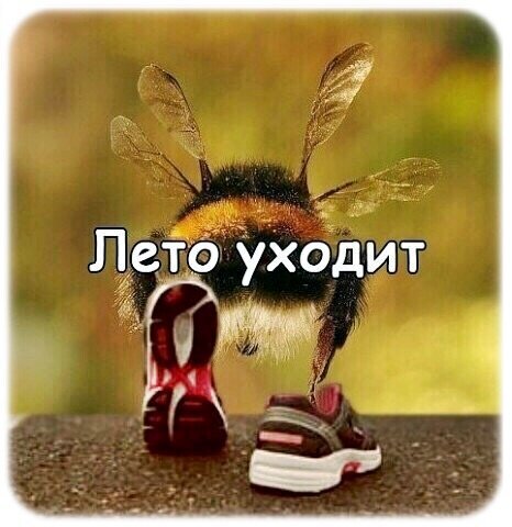 Мем со шмелем в кроссовках и надписью «Лето уходит». Смешная картинка о конце лета для соцсетей и развлекательных постов. Открытка Лето уходит. Смешной мем с изображением шмеля, который «идет» в кроссовках. На картинке наложен текст на русском языке: «Лето уходит». Ироничное изображение, передающее чувство грусти или нежелания расставаться с теплым сезоном