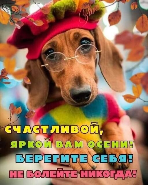 Осенняя открытка с милым таксом в очках. Пожелание счастливой осени и крепкого здоровья. Добрая и яркая картинка для поздравления близких. Открытка Счастливой, яркой вам осени! Берегите себя! Не болейте никогда! Милая и уютная картинка с очаровательным таксом в очках и ярком осеннем наряде. На изображении представлена добрая осенняя открытка с надписью на русском языке: Счастливой, яркой вам осени! Берегите себя! Не болейте никогда!. Фон украшен красочными осенними листьями, создавая теплую, праздничную и позитивную атмосферу