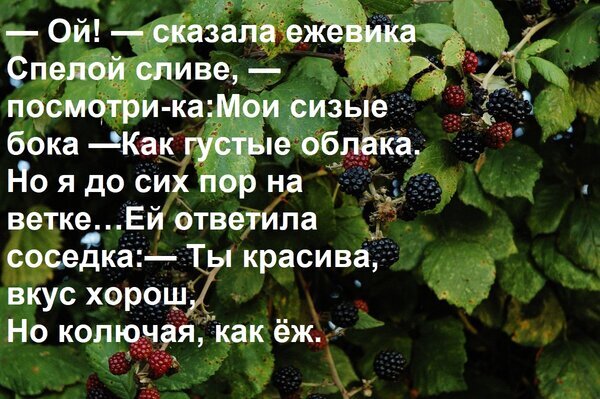 Поэтическое изображение ветки ежевики с текстом притчи о красоте и колючем характере. Иллюстрация для цитатников и литературных блогов. Открытка — Ой! — сказала ежевика Спелой сливе, — посмотри-ка: Мои сизые бока — Как густые облака. Но я до сих Иллюстрация к философскому стихотворению или притче, на которой изображена ветка спелой ежевики с крупными темными ягодами среди зеленых листьев. На картинку наложен текст на русском языке, представляющий собой диалог между ежевикой и спелой сливой о красоте, цвете и колючей натуре