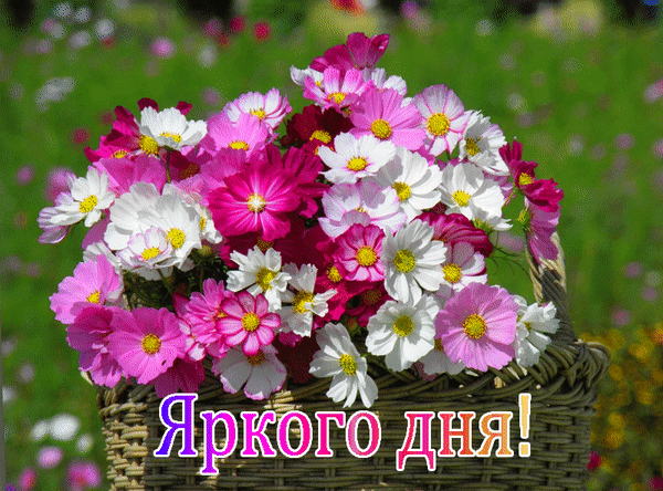 Яркий букет розовых и белых цветов в корзине с надписью «Яркого дня!». Красивая открытка для пожелания хорошего настроения и позитивного дня. Анимированная открытка Яркого дня! Красочный букет из ярких розовых и белоснежных цветов космеи, собранных в плетеную корзину. На переднем плане расположена надпись «Яркого дня!», выполненная стильным шрифтом. Изображение наполнено солнечным светом и весенним настроением, идеально подходит для поздравительных открыток, пожеланий хорошего дня и передачи позитивных эмоций в социальных сетях