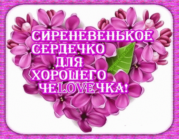 Милая открытка в форме сердца из сирени с надписью «Сиреневенькое сердечко для хорошего человечка!». Нежное поздравление для близких и друзей. Анимированная открытка Сиреневенькое сердечко для хорошего человечка! Красивая поздравительная открытка в форме сердца, составленная из нежных цветущих сиреневых цветов. На фоне фиолетовых лепестков расположена надпись на русском языке: 