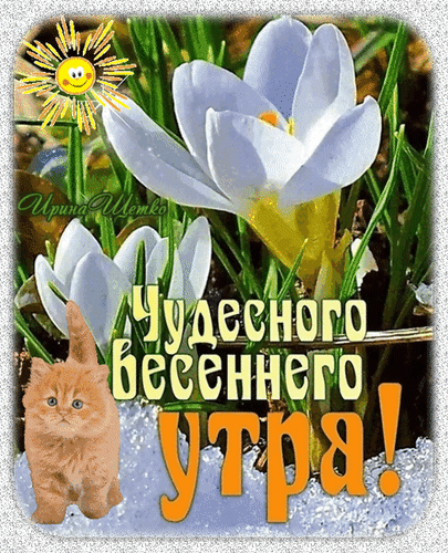 Поздравление с весенним утром: нежные белые крокусы, улыбающееся солнце и милый рыжий котенок. Красивая открытка с надписью Чудесного весеннего утра! Анимированная открытка Чудесного весеннего утра! Красочное поздравительное изображение для весеннего настроения. На картинке изображены нежные белые цветы крокуса, яркое улыбающееся солнце и милый рыжий котенок. На переднем плане крупная надпись на русском языке: 