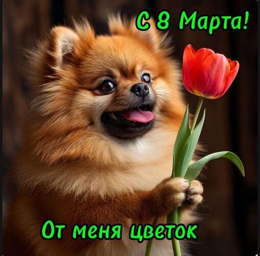 Милая открытка с померанским шпицем и красным тюльпаном. Поздравление с 8 Марта: «С 8 Марта! От меня цветок». Идеально для праздничного поздравления! Открытка С 8 Марта От меня цветок Милая открытка с пушистой померанской собачкой, которая держит в лапах яркий красный тюльпан. На изображении расположена поздравительная надпись на русском языке: «С 8 Марта! От меня цветок»