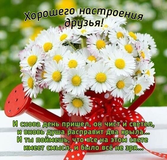 Красивая открытка с букетом ромашек и пожеланием хорошего настроения друзьям. Вдохновляющая картинка с добрыми словами для близких и друзей. Открытка Хорошего настроения! Красивая открытка с букетом белоснежных ромашек в красной лейке с красной лентой. На изображении расположен вдохновляющий текст на русском языке: «Хорошего настроения друзья!» и поэтическое пожелание о новом светлом дне
