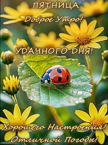 Открытка на пятницу: божья коровка на листе среди желтых цветов. Пожелания доброго утра, удачного дня, хорошего настроения и отличной погоды. Открытка Доброе утро! Красочная открытка с пожеланиями на пятницу. На изображении крупным планом изображена божья коровка на зеленом листе, окруженная яркими желтыми цветами. Текст на русском языке гласит: «Пятница. Доброе утро! Удачного дня! Хорошего настроения! Отличной погоды!»