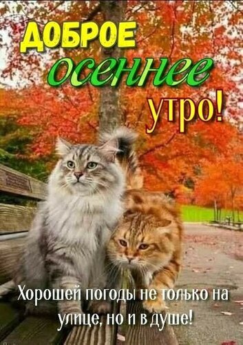 Доброе осеннее утро! Уютная картинка с милыми кошками на фоне осеннего леса. Пожелание хорошей погоды и тепла в душе для ваших близких. Открытка Доброе осеннее утро! Хорошей погоды на улице и в душе! Уютная осенняя открытка с двумя пушистыми кошками, сидящими на скамейке на фоне золотого осеннего леса. На изображении красуется надпись на русском языке: «Доброе осеннее утро! Хорошей погоды не только на улице, но и в душе!»