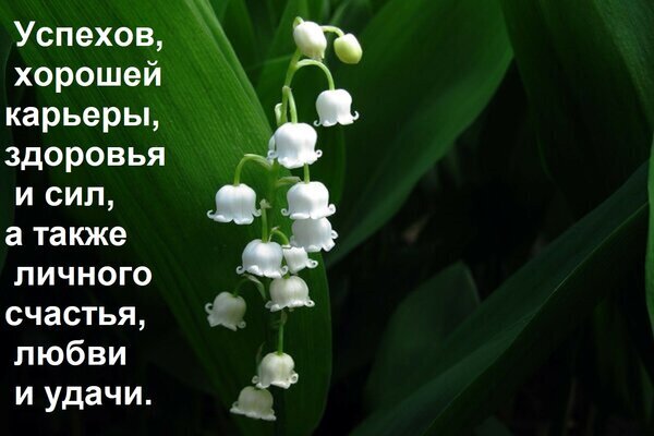 Поздравительная открытка с нежными ландышами и пожеланиями успеха, здоровья, любви и удачи. Красивое изображение для добрых слов и вдохновения. Открытка Успехов, хорошей карьеры, здоровья и сил, а также личного счастья, любви и удачи. Красивое и вдохновляющее изображение нежных белых цветов ландыша на фоне сочной зеленой листвы. На картинке размещен текст на русском языке с теплыми пожеланиями: успеха, хорошей карьеры, здоровья, сил, личного счастья, любви и удачи