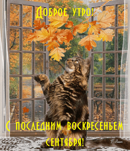 Доброе утро! Открытка с милым котенком и осенними листьями: поздравление с последним воскресеньем сентября. Уютная осенняя картинка для соцсетей. Анимированная открытка С последним воскресеньем сентября! Осенняя открытка с милым полосатым котенком, смотрящим в окно на золотую листву. На изображении надпись на русском языке: «Доброе утро! С последним воскресеньем сентября!». Атмосферный фон с видом на осенний парк через окно с переплетами, создающий уютное и немного меланхоличное настроение конца сентября