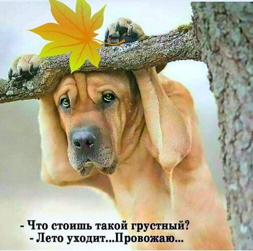 Грустный пес шарпей и осенний лист. Мем о том, как уходит лето. Трогательная осенняя картинка для соцсетей и настроения. Открытка -Что стоишь такой грустный? - Лето уходит... Провожаю... Милое и немного грустное фото рыжего пса породы шарпей, который выглядывает из-за дерева. На ветке лежит осенний кленовый лист, создавая атмосферу осени. На изображении присутствует текст на русском языке: «- Что стоишь такой грустный? - Лето уходит... Провожаю...»