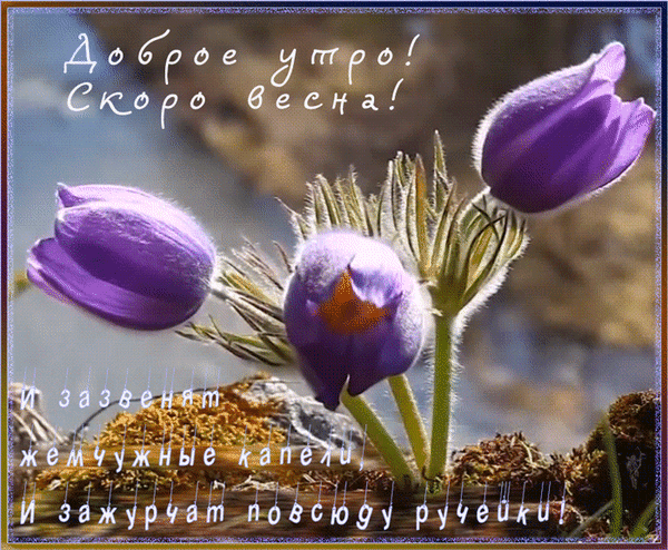 Весенняя открытка «Доброе утро! Скоро весна!» с нежными фиолетовыми цветами и поэтичным пожеланием на фоне пробуждающейся природы. Анимированная открытка Доброе утро! Красивая открытка с изображением первых весенних цветов — пролесок или сон-трава фиолетового цвета. На фоне нежных бутонов расположен поздравительный текст на русском языке: 