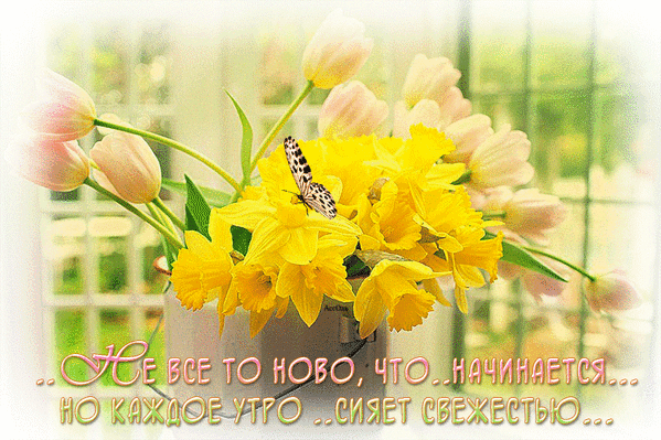 Весенний букет нарциссов и тюльпанов с бабочкой и вдохновляющей цитатой о свежести каждого утра. Красивая открытка для хорошего настроения. Анимированная открытка ... Не все то ново, что... начинается... но каждое утро... сияет свежестью... Красивое весеннее изображение с букетом ярко-желтых нарциссов и нежных розовых тюльпанов в вазе. На лепестках цветов сидит маленькая бабочка. Фон светлый и размытый, создающий атмосферу утренней свежести и вдохновения. На картинке присутствует мотивирующая надпись на русском языке: 