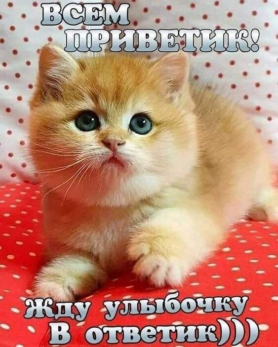 Милый рыжий котенок с голубыми глазами и надписью «Всем приветик! Жду улыбочку в ответик)))». Позитивная открытка для поднятия настроения и приветствия. Открытка Всем приветик! Жду улыбочку в ответик! Милое изображение рыжего пушистого котенка с большими голубыми глазами, лежащего на красной ткани в белый горошек. На картинке расположен приветственный текст на русском языке: «Всем приветик! Жду улыбочку в ответик)))»
