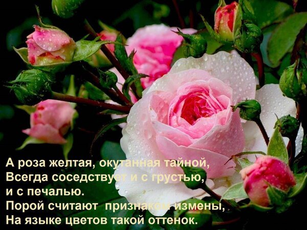 Эстетичное фото розовых роз с росой и философским стихотворением о языке цветов. Красивая картинка с глубоким смыслом и меланхоличным настроением. Открытка А роза желтая, окутанная тайной, Всегда соседствует и с грустью, и с печалью. Порой считают признак Красивое художественное изображение розовых роз и бутонов, покрытых каплями росы, с наложенным поэтическим текстом на русском языке. На картинке запечатлены нежные розовые цветы в разных стадиях цветения: от закрытых бутонов до полностью раскрывшегося цветка. Капли воды на лепестках создают эффект свежести и утренней росы. Текст стихотворения придает изображению философский и меланхоличный подтекст, затрагивая темы тайн, грусти и символизма цветов