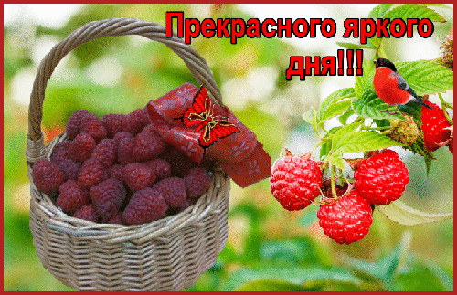 Сочная корзина спелой малины, ягоды на ветке и маленькая птичка. Яркое летнее изображение для пожелания прекрасного и солнечного дня! Анимированная открытка Прекрасного яркого дня Яркая и аппетитная летняя композиция, изображающая корзину спелой малины и свежие ягоды на ветке. На фоне нежной зелени видна маленькая красная птичка и декоративная бабочка, что создает атмосферу радости и тепла