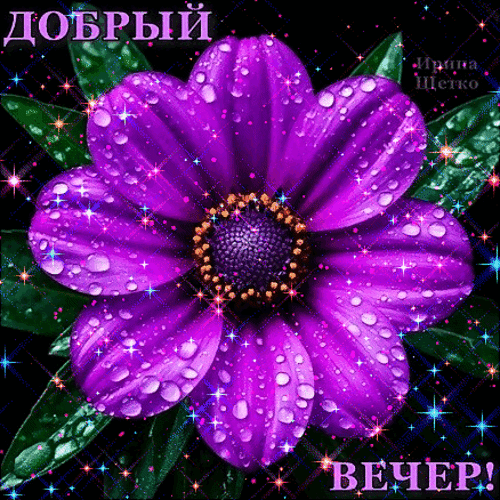Красивая открытка «Добрый вечер!» с фиолетовым цветком, каплями росы и сверкающими искрами. Идеально для пожелания хорошего настроения близким. Анимированная открытка Добрый вечер! Красивая и яркая открытка с изображением крупного фиолетового цветка, покрытого каплями росы. На лепестках видны мерцающие искры и блестки, создающие волшебную атмосферу. На фоне темно-зеленой листвы расположена надпись на русском языке «ДОБРЫЙ ВЕЧЕР!». Идеально подходит для отправки в мессенджерах и социальных сетях, чтобы пожелать приятного вечера друзьям, близким или коллегам