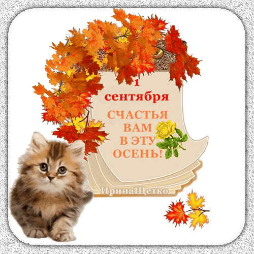 Осенняя открытка к 1 сентября с милым котенком, яркими кленовыми листьями и пожеланием счастья. Идеально для поздравлений с началом осени и учебы! Анимированная открытка 1сентября Красочная осенняя открытка к 1 сентября с милым пушистым котенком. Композиция украшена яркими кленовыми листьями оранжевых и красных оттенков и нежной желтой розой. На фоне светлого свитка размещен поздравительный текст на русском языке: «1 сентября, счастья вам в эту осень!»