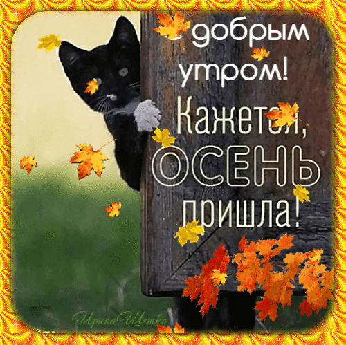 Милая осенняя открытка с черным котом и кленовыми листьями. Надпись: «Добрым утром! Кажется, осень пришла!». Идеально для осеннего настроения. Анимированная открытка Добрым утром! Кажется, Осень пришла! Осенняя открытка с милым черным котом, выглядывающим из-за деревянного щита. На картинке красуются яркие оранжевые кленовые листья, создающие атмосферу уюта. Текст на русском языке гласит: «Добрым утром! Кажется, осень пришла!»