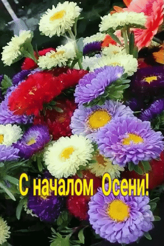 Яркий букет осенних астр с надписью «С началом Осени!». Красивая поздравительная открытка с фиолетовыми, красными и белыми цветами для соцсетей. Анимированная открытка С началом осени! Красочный букет осенних астр различных оттенков: фиолетового, сиреневого, красного и белого. На изображении яркие цветы с желтыми сердцевинами, украшенные мерцающими искрами, и поздравительная надпись на русском языке «С началом Осени!»
