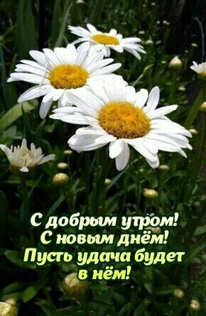 Красивая открытка с ромашками и текстом: «С добрым утром! С новым днем! Пусть удача будет в нем!». Идеальное утреннее пожелание для близких. Открытка С добрым утром! С новым днем! Пусть удача будет в нем! Красивая открытка с пожеланием доброго утра. На изображении крупным планом запечатлены белоснежные ромашки с ярко-желтыми сердцевинами на фоне сочной зеленой травы. На картинке нанесен поздравительный текст на русском языке: «С добрым утром! С новым днем! Пусть удача будет в нем!»