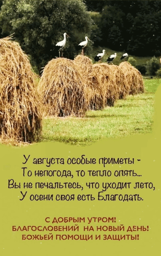 Открытка с добрым утром: аисты на стогах сена и пожелания божьей помощи. Красивый осенний пейзаж с мудрыми словами о переменах в природе. Анимированная открытка У августа особые приметы - то непогода, то тепло опять... Вы не печальтесь, что уходит лето, у осени Красивая открытка с пожеланиями доброго утра и благословений. На изображении представлен живописный сельский пейзаж: ряд стогов сена в поле, на которых грациозно сидят белые аисты. На фоне — густые зеленые деревья и мягкий летний свет. Текст на картинке содержит философские размышления об уходящем лете и переходе к осени, призывая не грустить, а встречать новую пору с надеждой. В нижней части — добрые пожелания божьей помощи, защиты и благословения на новый день