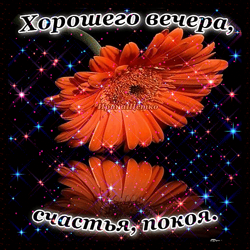 Открытка с оранжевой герберой и пожеланием «Хорошего вечера, счастья, покоя» на фоне звезд. Красивое изображение для добрых пожеланий в мессенджерах. Анимированная открытка Добрый вечер! Красочное поздравительное изображение с ярким оранжевым цветком герберы на черном фоне, украшенном мерцающими искрами и звездами. На картинке расположен поздравительный текст на русском языке: «Хорошего вечера, счастья, покоя». Идеально подходит для отправки в мессенджерах (WhatsApp, Viber) или социальных сетях в качестве доброго пожелания приятного вечера друзьям и близким