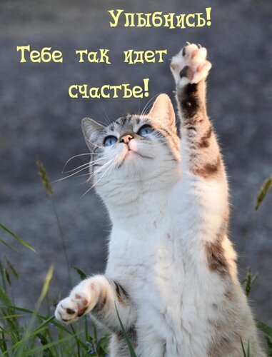Милая картинка с котенком и надписью «Улыбнись! Тебе так идет счастье!». Позитивная открытка для поднятия настроения и вдохновения. Открытка Улыбнись! Тебе так идет счастье! Милое и позитивное изображение котенка с поднятой лапкой на фоне природы. На картинке нанесен вдохновляющий текст на русском языке: «Улыбнись! Тебе так идет счастье!». Фотография наполнена солнечным светом и теплом, идеально подходит для использования в качестве открытки, мотивационной картинки для соцсетей, статуса или позитивного пожелания друзьям
