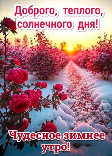 Красивое зимнее утро: красные розы в снегу и яркое солнце. Поздравительная открытка с пожеланиями доброго и солнечного дня для мессенджеров. Открытка Доброго, теплого, солнечного дня! Чудесное зимнее утро! Красочное поздравительное изображение с зимним пейзажем: ярко-красные розы на фоне заснеженного сада в лучах восходящего солнца. На картинке расположены надписи на русском языке: «Доброго, теплого, солнечного дня!» вверху и «Чудесное зимнее утро!» внизу