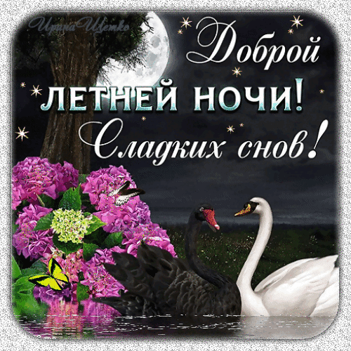 Открытка «Доброй летней ночи и сладких снов!» с лебедями, гортензиями и лунным светом. Красивое ночное пожелание для близких. Анимированная открытка Доброй летней ночи! Сладких снов! Красивая поздравительная открытка с пожеланием доброй летней ночи и сладких снов. На изображении запечатлен романтичный ночной пейзаж: пара лебедей (черный и белый) на воде под лунным светом, пышные розовые гортензии и порхающая желтая бабочка