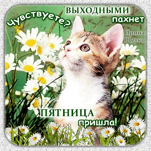 Милая открытка с котенком и ромашками: «Чувствуете? Пахнет выходными! Пятница пришла!». Идеальное поздравление с окончанием рабочей недели для друзей. Анимированная открытка Выходными пахнет. Чувствуете? Пятница пришла! Милая открытка с изображением рыжего котенка, смотрящего вверх среди белых ромашек. На картинке расположен праздничный текст на русском языке: «Чувствуете? Пахнет выходными! Пятница пришла!»