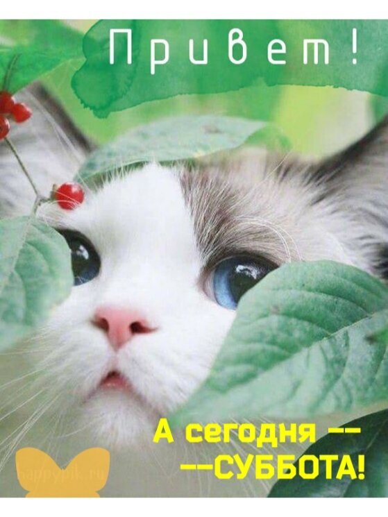 Милая открытка с котенком: «Привет! А сегодня — СУББОТА!». Позитивное изображение для пожелания хороших выходных и отличного настроения. Открытка Привет. А сегодня Суббота. Милая и позитивная открытка с изображением пушистого котенка с голубыми глазами, выглядывающего из-за зеленых листьев. На картинке размещен приветственный текст на русском языке: «Привет! А сегодня — СУББОТА!»
